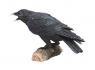 Soška Havran Raven's Call  