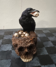 Soška Havran Black raven with skulls  
