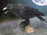 Soška Havran Raven's Call  