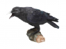 Soška Havran Raven's Call  