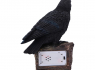 Soška Havran Ravens Cry (figurka se zvukem)  