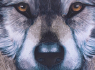 Dámská peněženka s vlkem Lisa Parker Guardian Wolf  