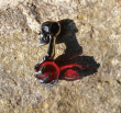 Přívěsek chirurgická ocel lebka - Skull ball hand RED Přívěsek chirurgická ocel lebka - Skull ball hand RED