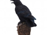 Soška Havran Ravens Cry (figurka se zvukem)  