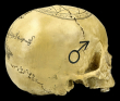 Lebka Magic skull 2  