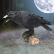 Soška Havran Raven's Call  