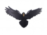 Soška na zeď - Havran Flight of the Raven  
