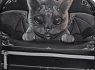 Batoh s kočkou - Malpuss Batoh s kočkou - Malpuss
