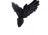 Soška na zeď - Havran Flight of the Raven  