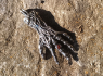 Přívěsek chirurgická Devil´s hand Přívěsek chirurgická Devil´s hand