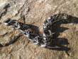 Náramek s lebkou nerezová ocel Hip Skull Silver Náramek s lebkou nerezová ocel Hip Skull Silver