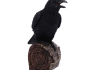 Soška Havran Ravens Cry (figurka se zvukem)  