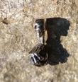 Přívěsek chirurgická ocel lebka - Skull ball hand BLACK  