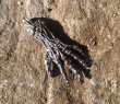 Přívěsek chirurgická Devil´s hand Přívěsek chirurgická Devil´s hand