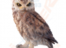 Figurka Sova VÝR - Owl brown standing  