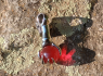 Přívěsek chirurgická ocel lebka - Skull ball hand RED Přívěsek chirurgická ocel lebka - Skull ball hand RED