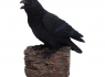 Soška Havran Ravens Cry (figurka se zvukem)  