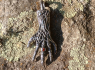 Přívěsek chirurgická Devil´s hand Přívěsek chirurgická Devil´s hand