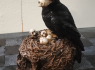 Soška Havran Black raven with skulls  