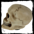 Lebka na řadící páku Skull Gear Knob Bone  