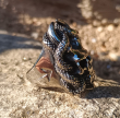 OCELOVÝ PRSTEN LEBKA Snake Wrapped Horn Skull OCELOVÝ PRSTEN LEBKA Snake Wrapped Horn Skull