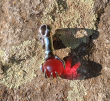 Přívěsek chirurgická ocel lebka - Skull ball hand RED Přívěsek chirurgická ocel lebka - Skull ball hand RED
