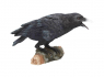 Soška Havran Raven's Call  