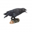 Soška Havran Raven's Call  